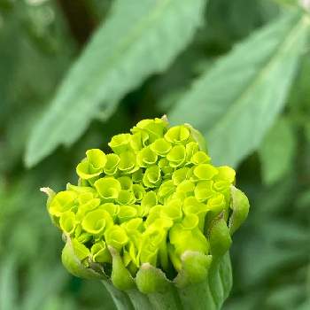 黄緑色の蕾の投稿画像一覧 Greensnap グリーンスナップ