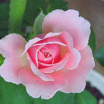 チーム東京の画像 by かのんさん | 小さな庭とチーム東京とGSの皆さまに感謝♡とバラ　ダフネとバラの家とバラ大好きとバラのある暮らしと２０２０年５月同期と今日のお花とピンク大好きと平和を願う☆とバラが好きとロサオリエンティスと優しい色