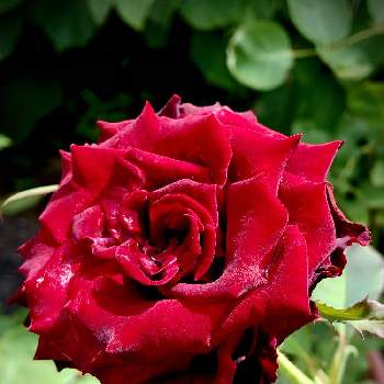 北山緑化植物園の画像 by サナさん | お出かけと今日のお花とばら バラ 薔薇と北山緑化植物園