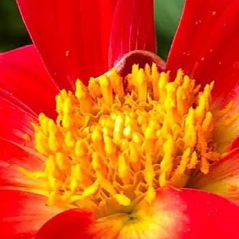 朱色の花の投稿画像一覧 Greensnap グリーンスナップ 朱色の花の投稿画像一覧 Greensnap グリーンスナップ
