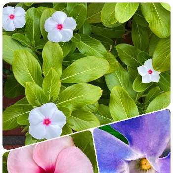 ニチニチソウ,ツルニチニチソウ,キョウチクトウ科,山野草,美しい花の画像