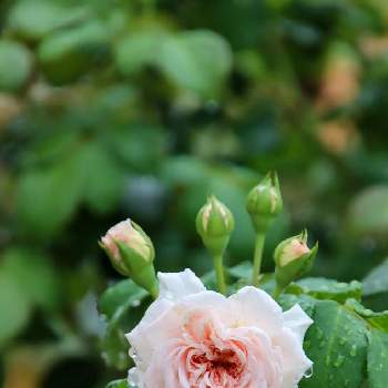 薔薇 シンデレラの投稿画像一覧 Greensnap グリーンスナップ