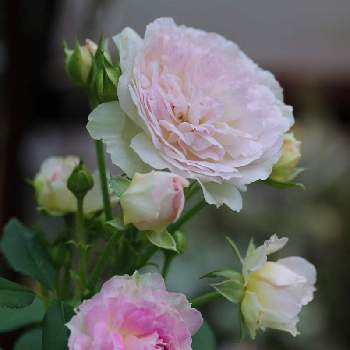 バラ ブルームーンストーンの画像 by marrieさん | 小さな庭とバラ ブルームーンストーンとmarrieバラとばら バラ 薔薇と植物男子とバラを楽しむと地植え