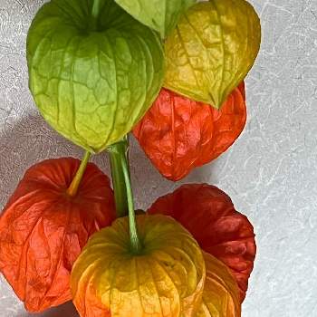 提灯の投稿画像一覧 Greensnap グリーンスナップ