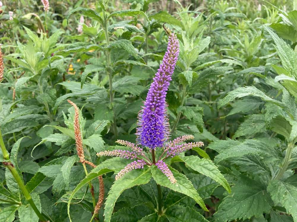 クガイソウの投稿画像 By パープルさん 癒される花と山野草と可愛いお花と笑って咲く花と２０２０年５月同期とハーブティーの花 と可愛い蕾と山野草マニアと愛しの紫と平和を願うと青い花マニアと和賀山と美しく青きドヨウとお出かけ先と癒される花と山野草と可愛いお花と