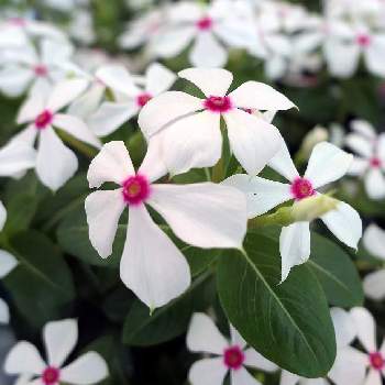 ニチニチソウ ホワイトレッドアイの投稿画像一覧 Greensnap グリーンスナップ