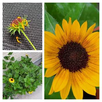 ホームセンターコーナンの投稿画像一覧 Greensnap グリーンスナップ