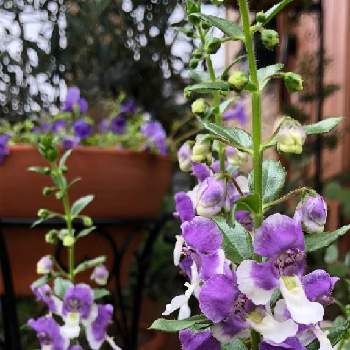 アンゲロニア エンジェルフェイス の投稿画像一覧 Greensnap グリーンスナップ