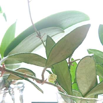 花座の投稿画像一覧 Greensnap グリーンスナップ 花座の投稿画像一覧 Greensnap グリーンスナップ