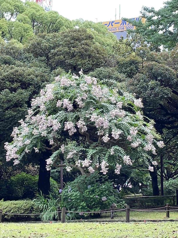 ららこさんの横浜公園への投稿