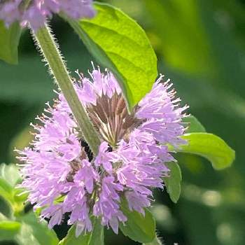 八重葎,白星八重葎,花八重葎,クリバースの画像