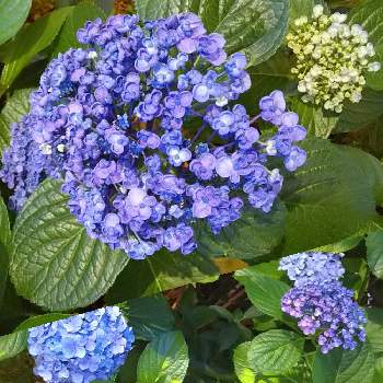 おたふく紫陽花の投稿画像一覧 Greensnap グリーンスナップ