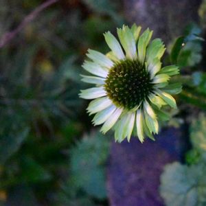 かわいい,花壇,庭の花,植中毒,植栽の画像