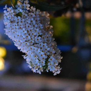 かわいい,花壇,植中毒,植栽,花は癒やし♡の画像