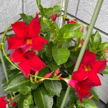 ホームセンターコーナンの投稿画像一覧 Greensnap グリーンスナップ