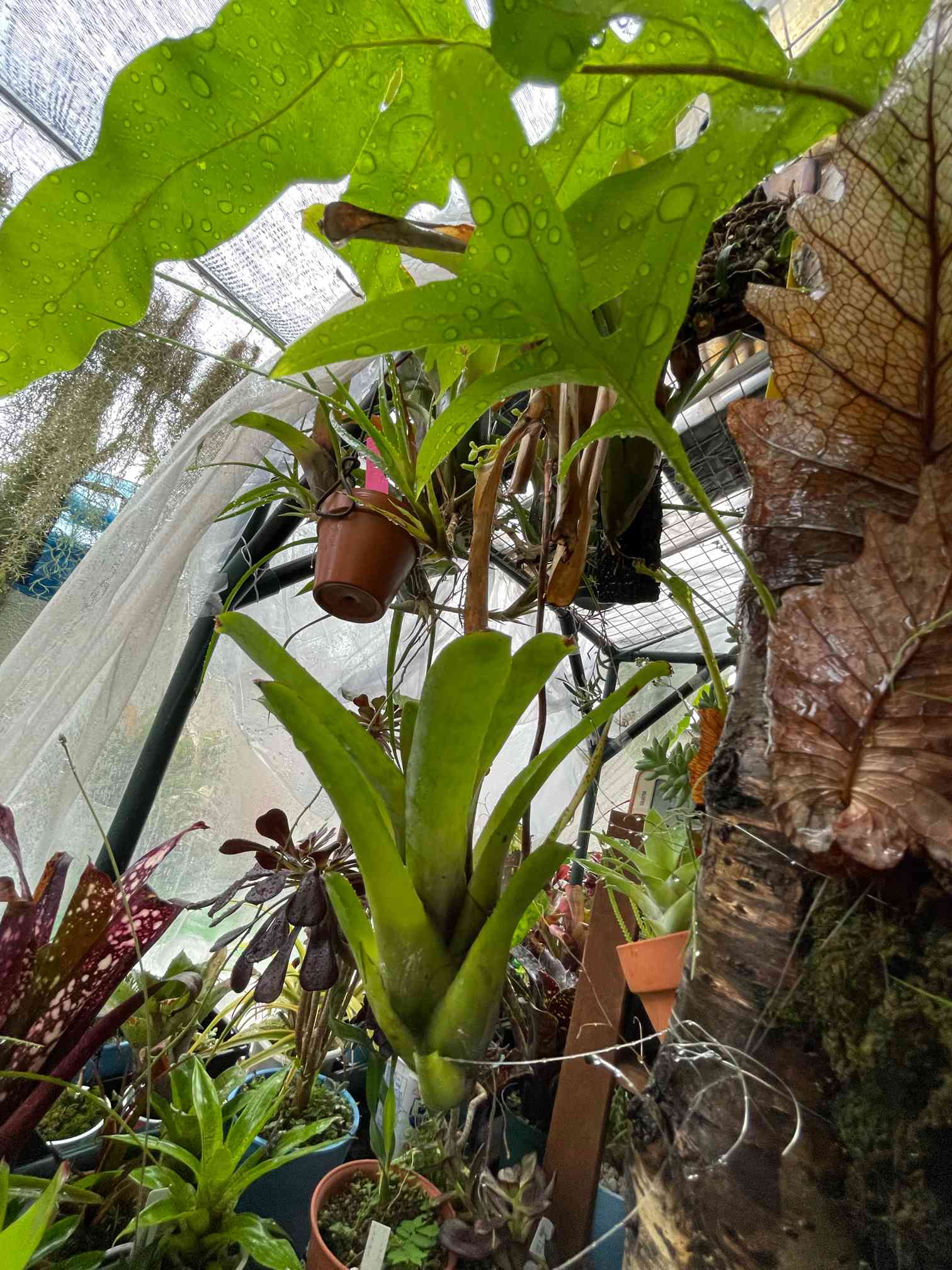 ネオレゲリア　ウィルソニアナ　ブラックフォーム　希少種 ネオレゲリア ウィルソニアナ ブラックフォーム 希少種