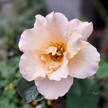 鉢薔薇の画像 by *mi*さん | 小さな庭と咲いた！と鉢薔薇とバラ・つるジュリアとばら バラ 薔薇
