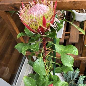 キングプロテアリトルプリンスの投稿画像一覧 Greensnap グリーンスナップ