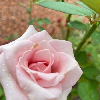 薔薇 ほほえみの画像 by Angela350さん | 広い庭とメルヘンケニーゲンとやさしい色...といつもありがとう♡といやされる♡と優しさありがとうとありがとうとピンクと薔薇 ほほえみと花のある暮らしとかわいい花とひらひらと雨の日と微笑み
