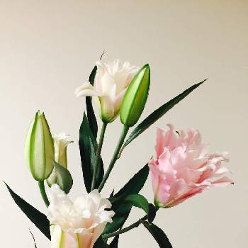 有楽町の画像 by 白花葉さん | 百合と八重の百合の花とマルシェと植物の力と恵比寿と花のある暮らしと豊洲と有楽町と配達花