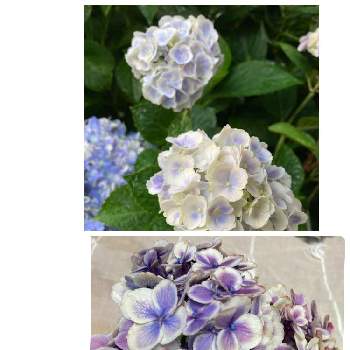 アジサイ ポット苗 挿し木 紫陽花 あじさい 第四種郵便 秋色紫陽花 お値下げ Nhahatcheovietnam Vn