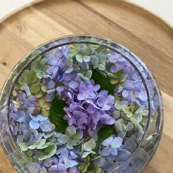 紫陽花,ガーデニング,手作りの庭,花のある暮らし,no green no lifeの画像