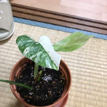 モンステラ デリシオーサの投稿画像一覧 Greensnap グリーンスナップ