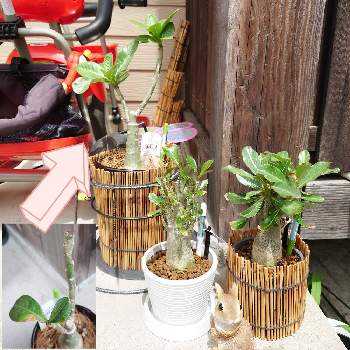 コメリの投稿画像一覧 Greensnap グリーンスナップ