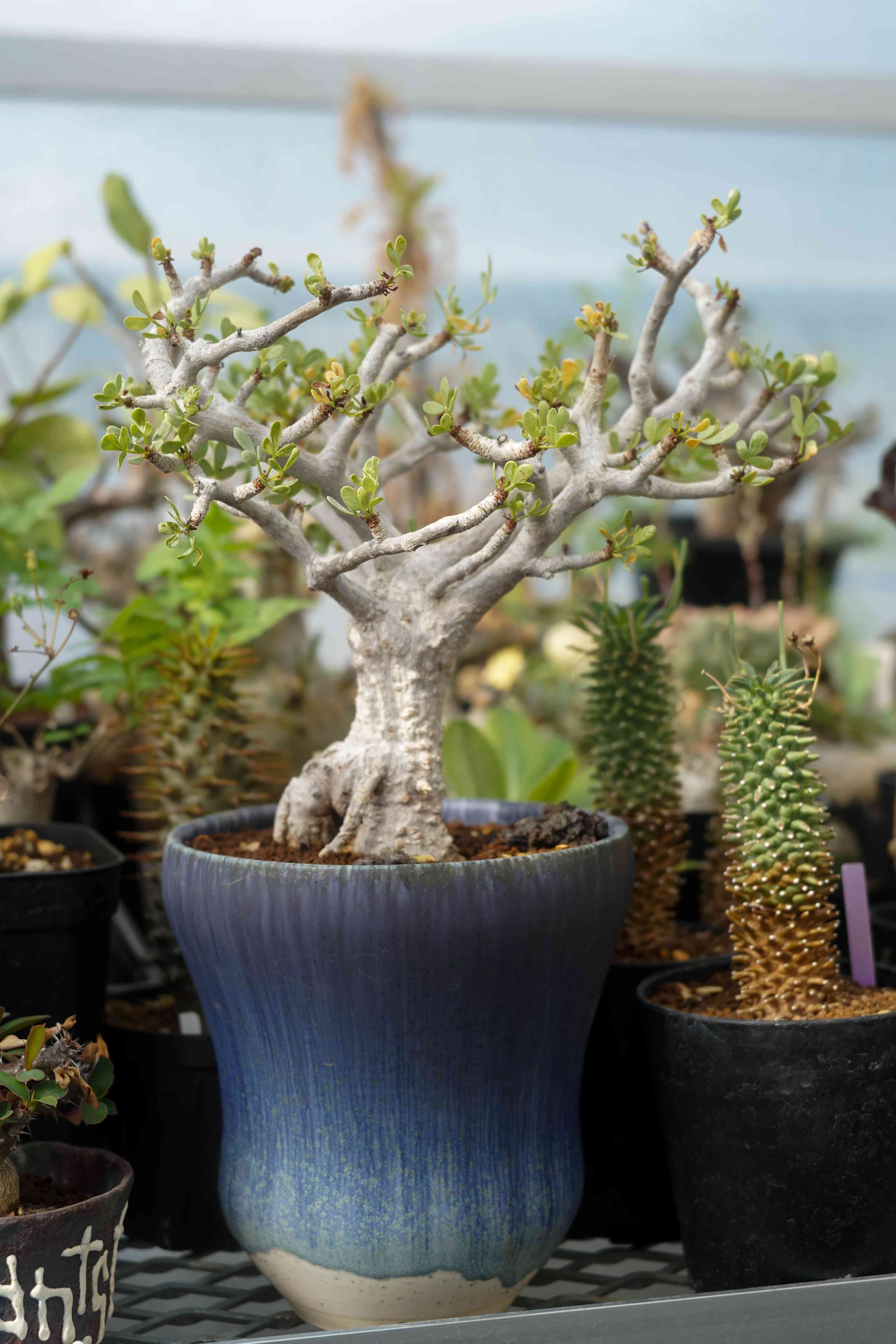 Commiphora sp,PV2590の一覧｜🍀GreenSnap（グリーンスナップ）