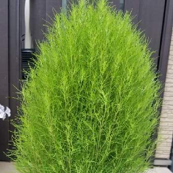 アズガーデン大治の投稿画像一覧 Greensnap グリーンスナップ