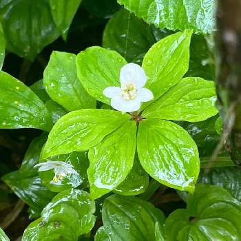 ミズキ科サンシュユ属の投稿画像一覧 Greensnap グリーンスナップ