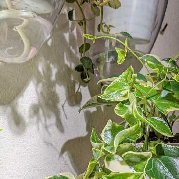 マーガレットアイビーの投稿画像一覧 Greensnap グリーンスナップ