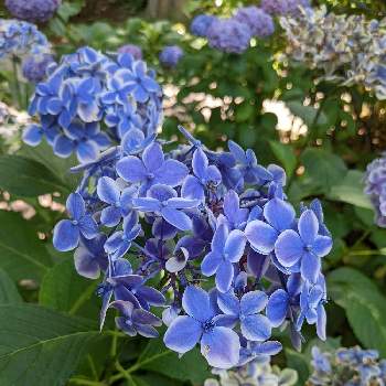 紫陽花 ありがとうの投稿画像一覧 Greensnap グリーンスナップ