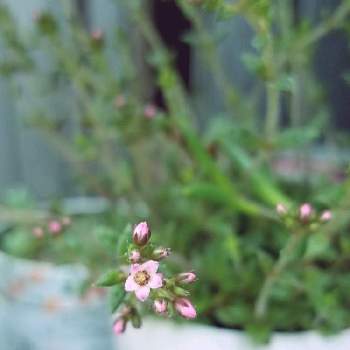 小庭の画像 by tommyさん | 小さな庭とクーペリーと多肉植物とピンクの花と狭い庭とおうち園芸と小花と小庭