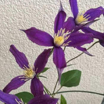 インテグリフォリア系の投稿画像一覧 Greensnap グリーンスナップ