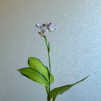 生花,祖母の家,植物大好き,トルコキキョウ  紫, かすみ草の画像