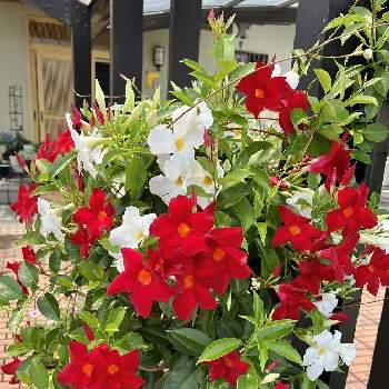 赤と白の画像 by ごんさん | 小さな庭とサンパラソルと花のある生活とおうち園芸とサンパラソル*と赤と白と大好きな花とSUNTORY サンパラソルと静岡