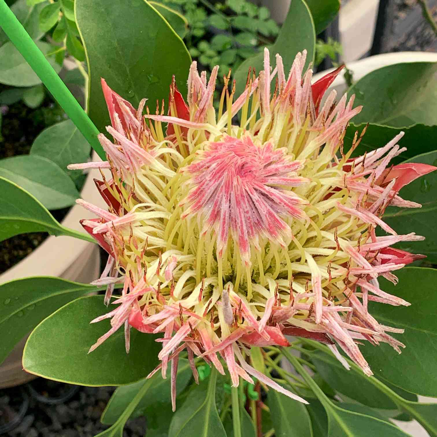プロテア メイデイ 花終わり株 またキングプロテアについて。花