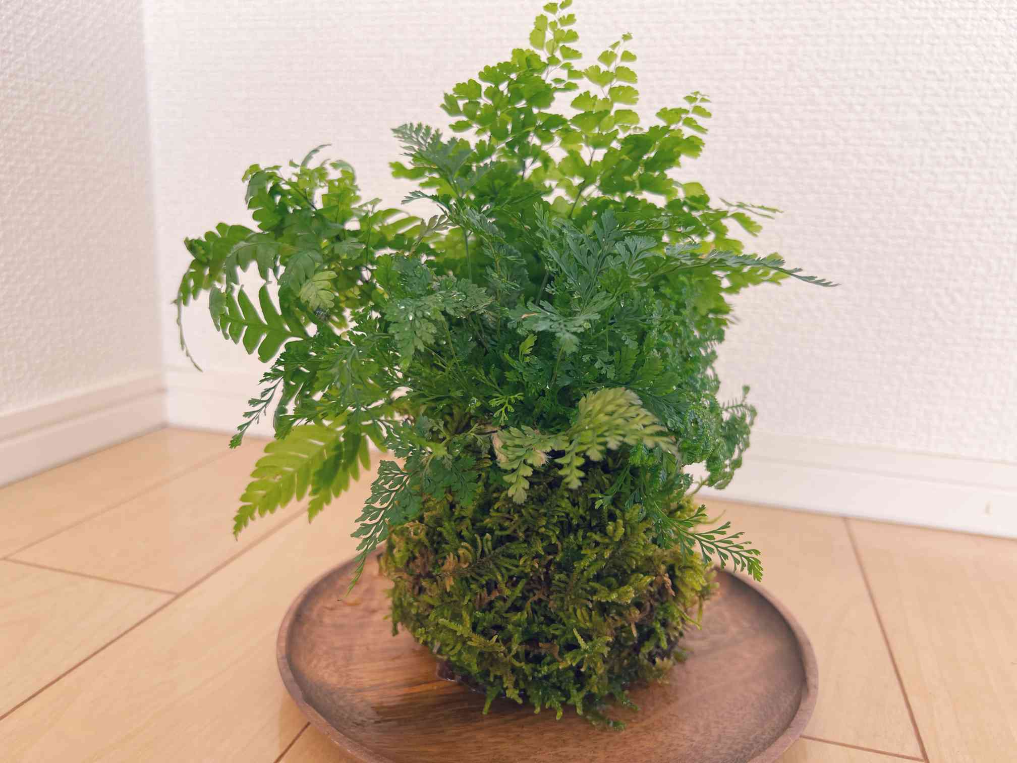 セラギネラ マルテンシイの一覧｜🍀GreenSnap（グリーンスナップ）
