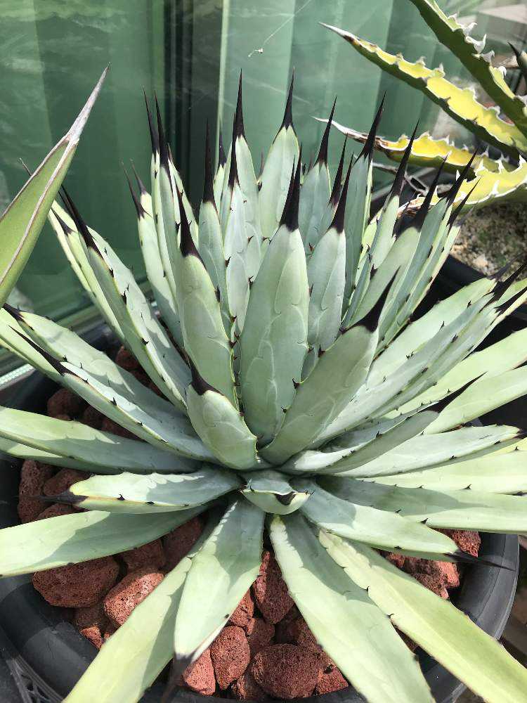 これが私のSODATEKATA〜アガベ編〜｜🍀GreenSnap（グリーンスナップ）