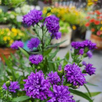 我が家のお花たちの画像 by Etsuさん | アスター ミステリーレディーとお花に癒されるとちいさな幸せ♡と屋上ガーデンとおうち園芸と我が家のお花たちと花のある暮らしとかわいいと紫の花と夏色ブルーと鉢植え
