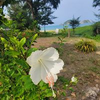 ハイビスカス,多肉初心者,白い花,沖縄,白いお花の画像