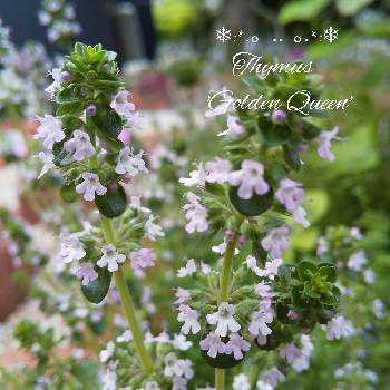 ゴールデンクイーンタイムの投稿画像一覧 Greensnap グリーンスナップ