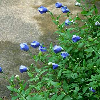 青色の花の画像 by toto.kamaさん | お出かけ先とキキョウと桔梗の蕾と秋の七草と青色の花
