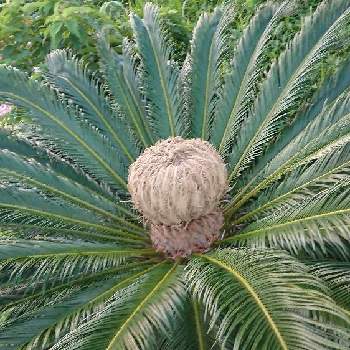 ソテツの雌花の一覧 Greensnap グリーンスナップ