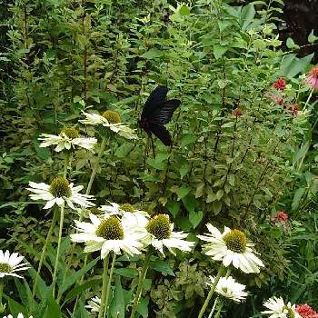 うちの庭の草花の画像 by 更紗(さら)さん | 小さな庭とナチュラルガーデンと花のある暮らしと庭のお客様とうちの庭の草花
