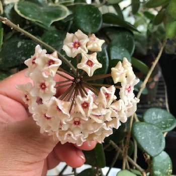 ホヤ マチルダの投稿画像一覧 Greensnap グリーンスナップ