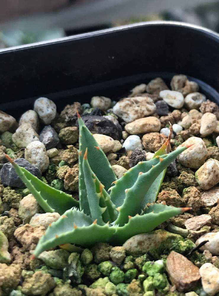 アガベ ・ユタエンシス【実生】（utahensis ssp. utahensis