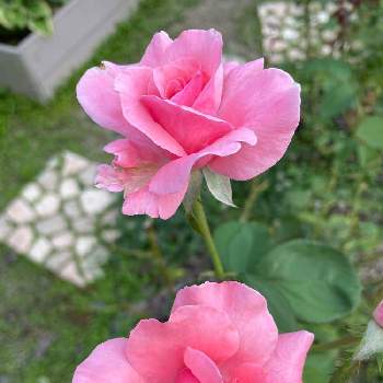 薔薇 ほほえみの画像 by Angela350さん | 広い庭とクィーンエリザベスとあざやか！とやさしい色...といつもありがとう♡といやされる♡とありがとうとピンクとつぼみがたくさんと薔薇 ほほえみと笑顔がいちばんと花のある暮らしとかわいい花とひらひらと雨の日と微笑み