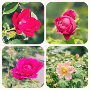 紅い花の画像 by keiさん | お出かけ先とマイスタージンガー バラとナイスン・イージーとパブロックとラズベリーロイヤルとばら バラ 薔薇と四季の香公園♪とピンクの花と公園と紅い花